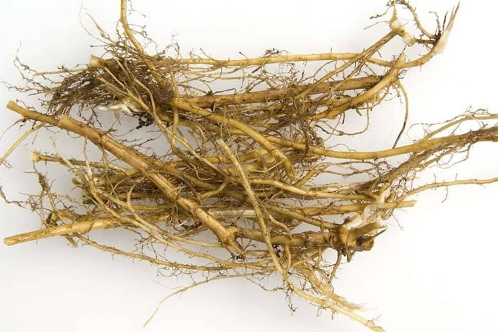 Nettle Root