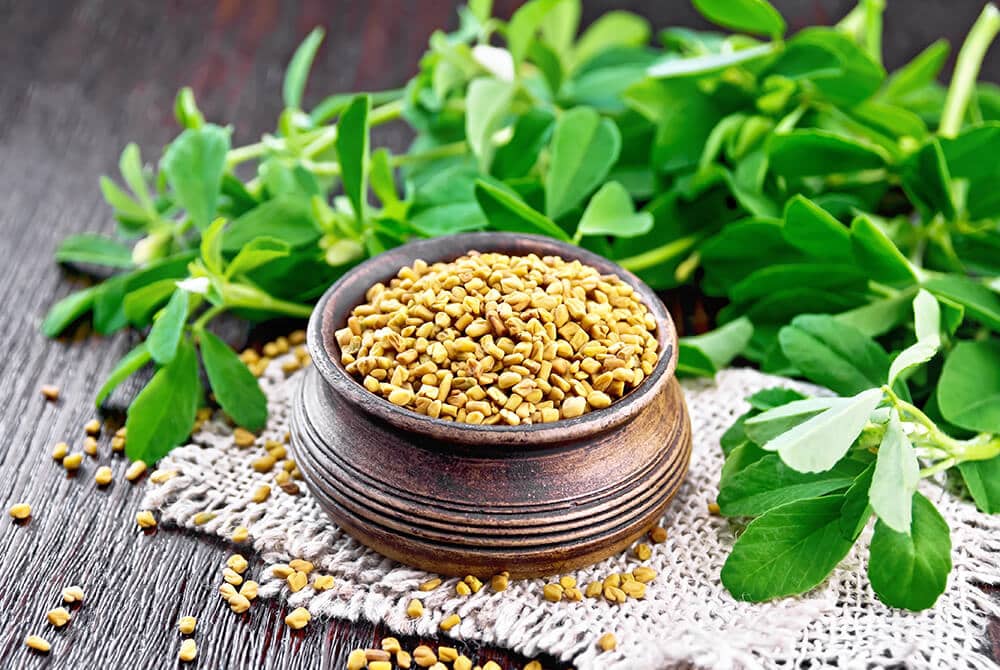 Fenugreek