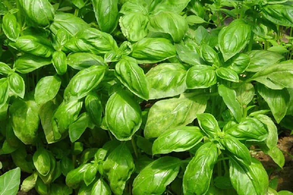 Benefits of Basil Herbal Plants for Health