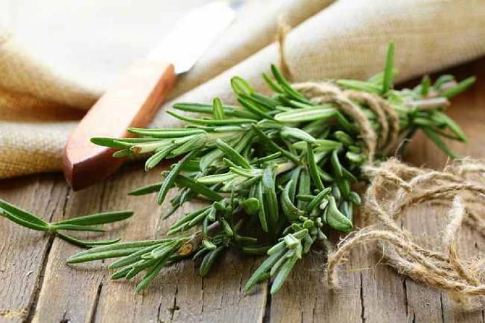 The Benefits And Content Of Rosemary For Health