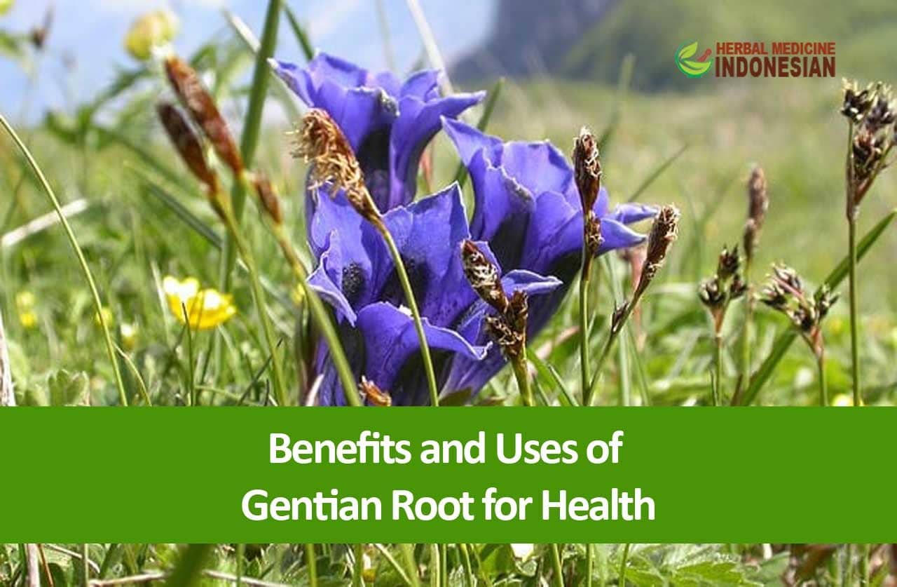 Benefits and Uses of Gentian Root for Health