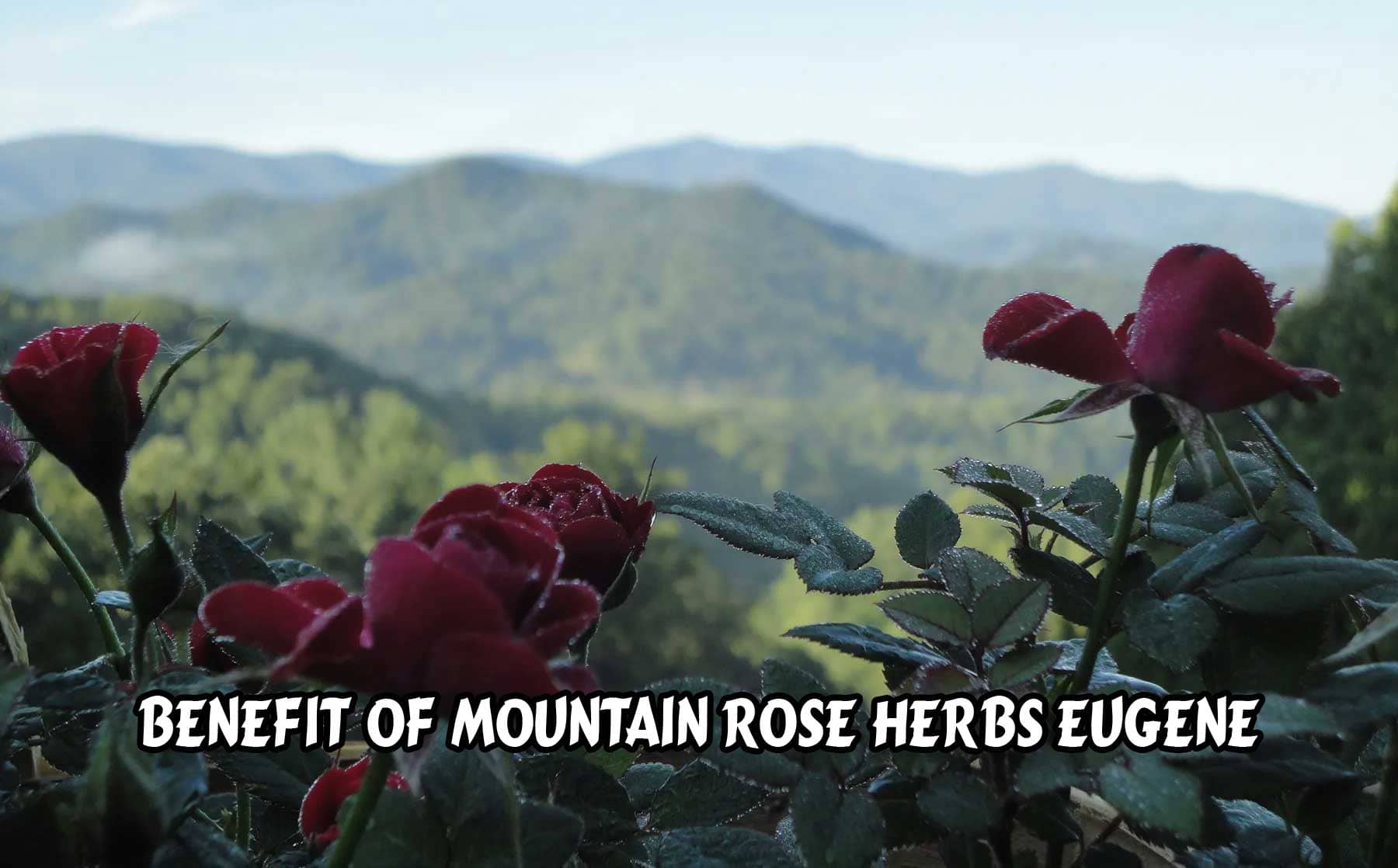 Benefit of Mountain Rose Herbs Eugene