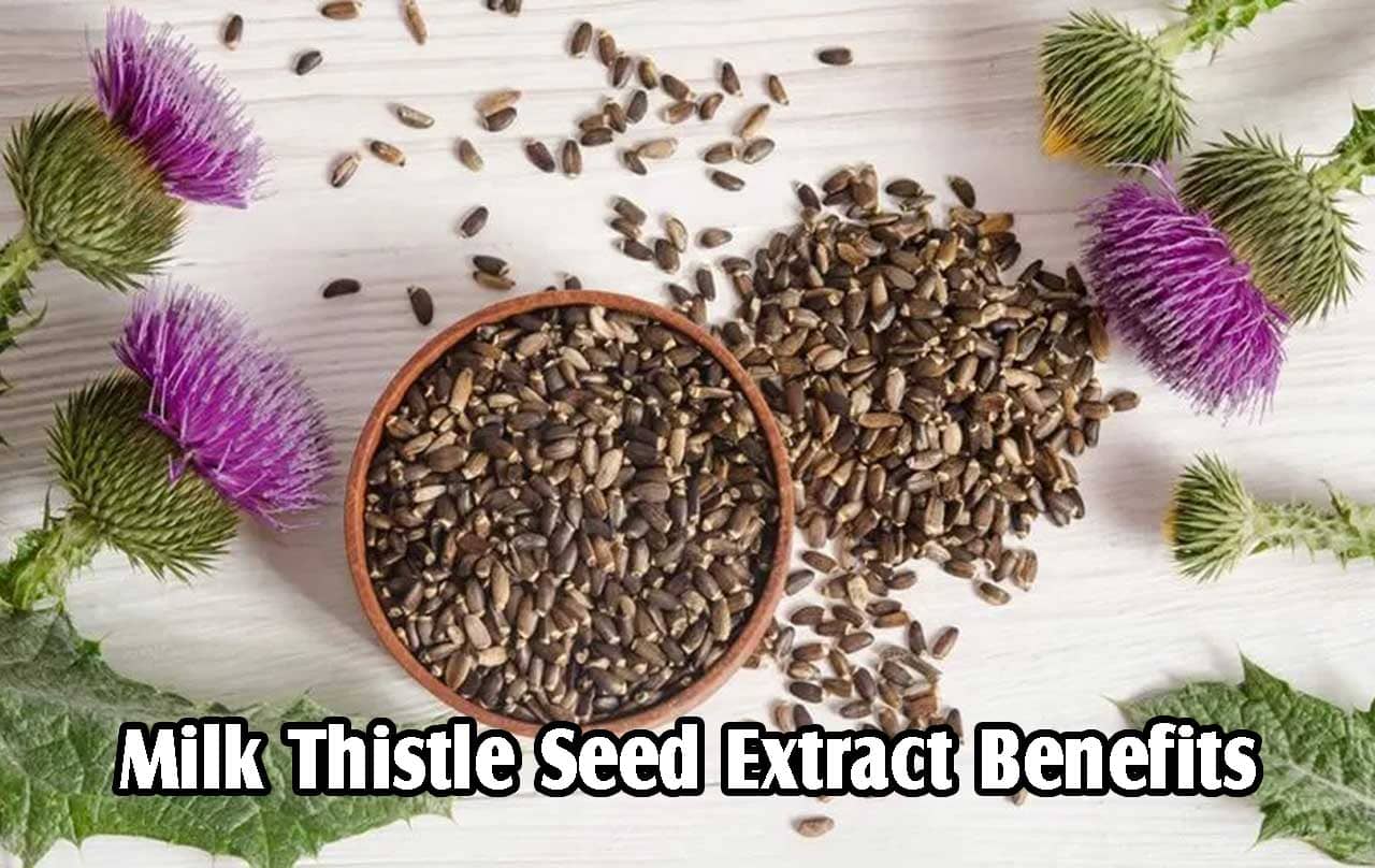 Milk Thistle Seed Extract Benefits