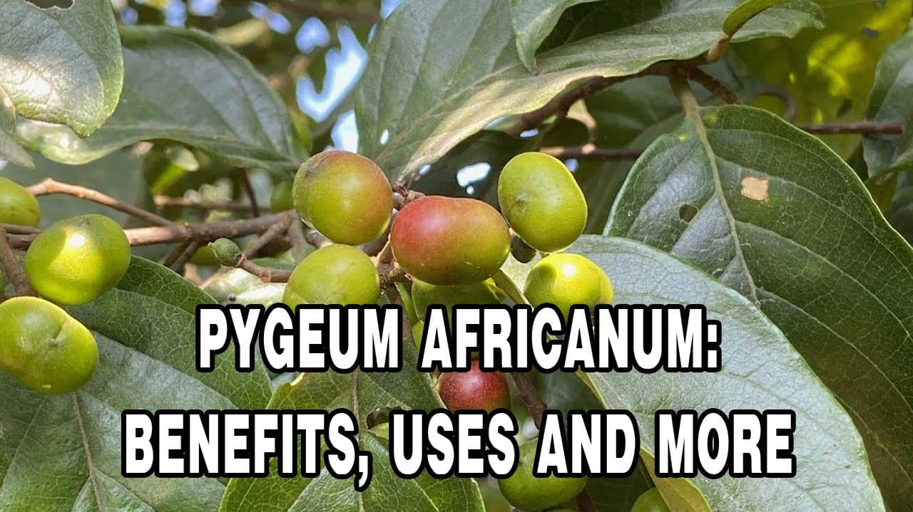 Pygeum Africanum Benefits, Uses and More