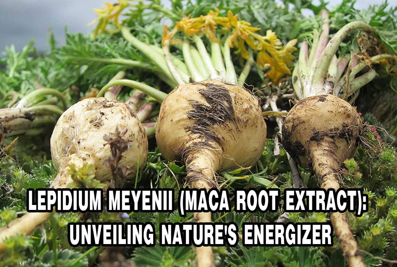 Lepidium Meyenii (Maca Root Extract): Benefits, Uses and Side Effects